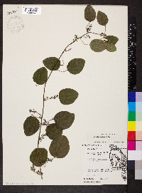 Nephroia carolina image