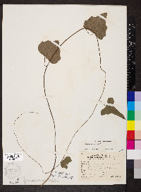 Nephroia carolina image