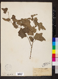 Nephroia carolina image