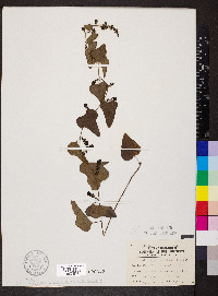 Nephroia carolina image