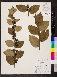 Cissampelos ovalifolia image