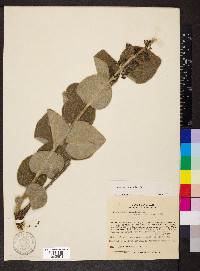 Cissampelos ovalifolia image