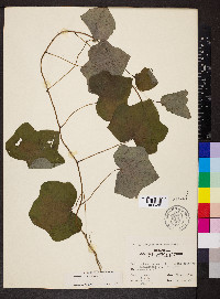 Menispermum canadense image