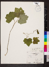 Menispermum canadense image