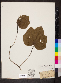 Menispermum canadense image