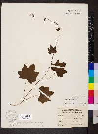 Menispermum canadense image