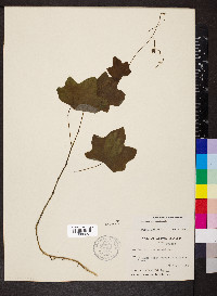 Menispermum canadense image