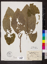 Magnolia acuminata image