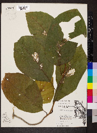 Magnolia acuminata image