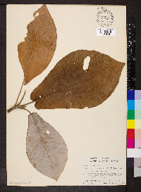 Magnolia macrophylla image