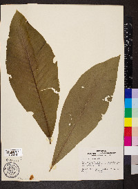 Magnolia tripetala image