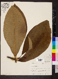 Magnolia tripetala image