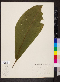 Magnolia tripetala image