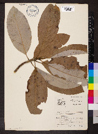Magnolia virginiana image