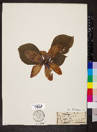 Magnolia liliiflora image