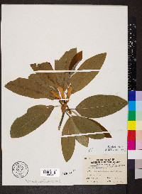 Magnolia tripetala image