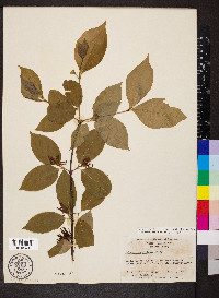 Calycanthus floridus image