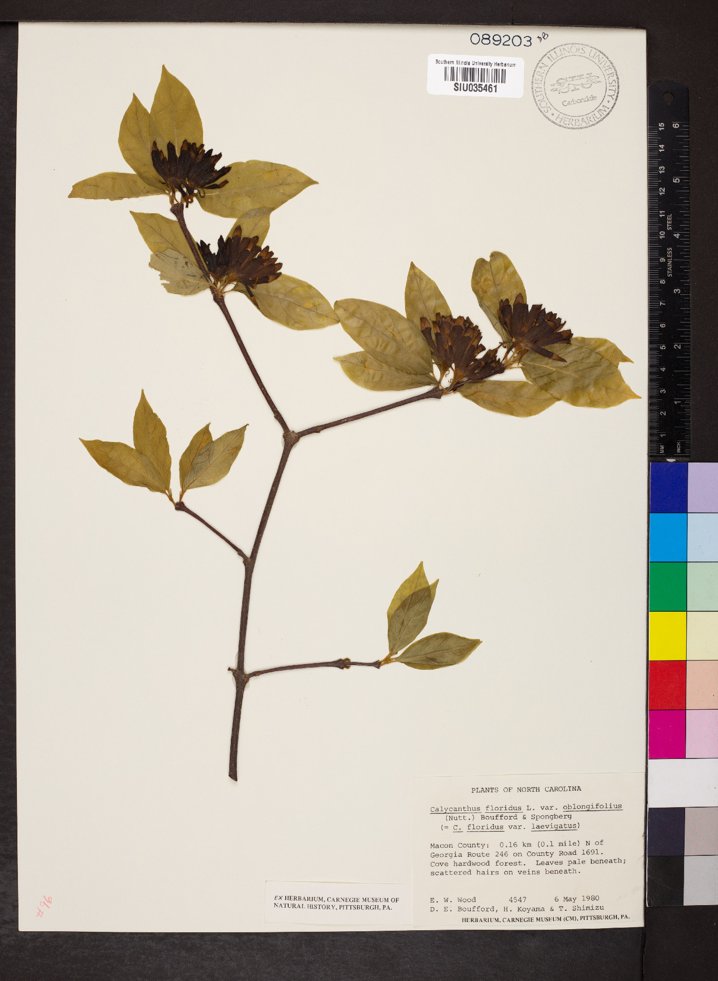 Calycanthus floridus var. oblongifolius image