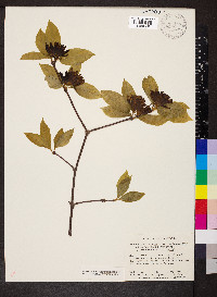 Calycanthus floridus var. oblongifolius image