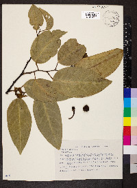 Annona glabra image