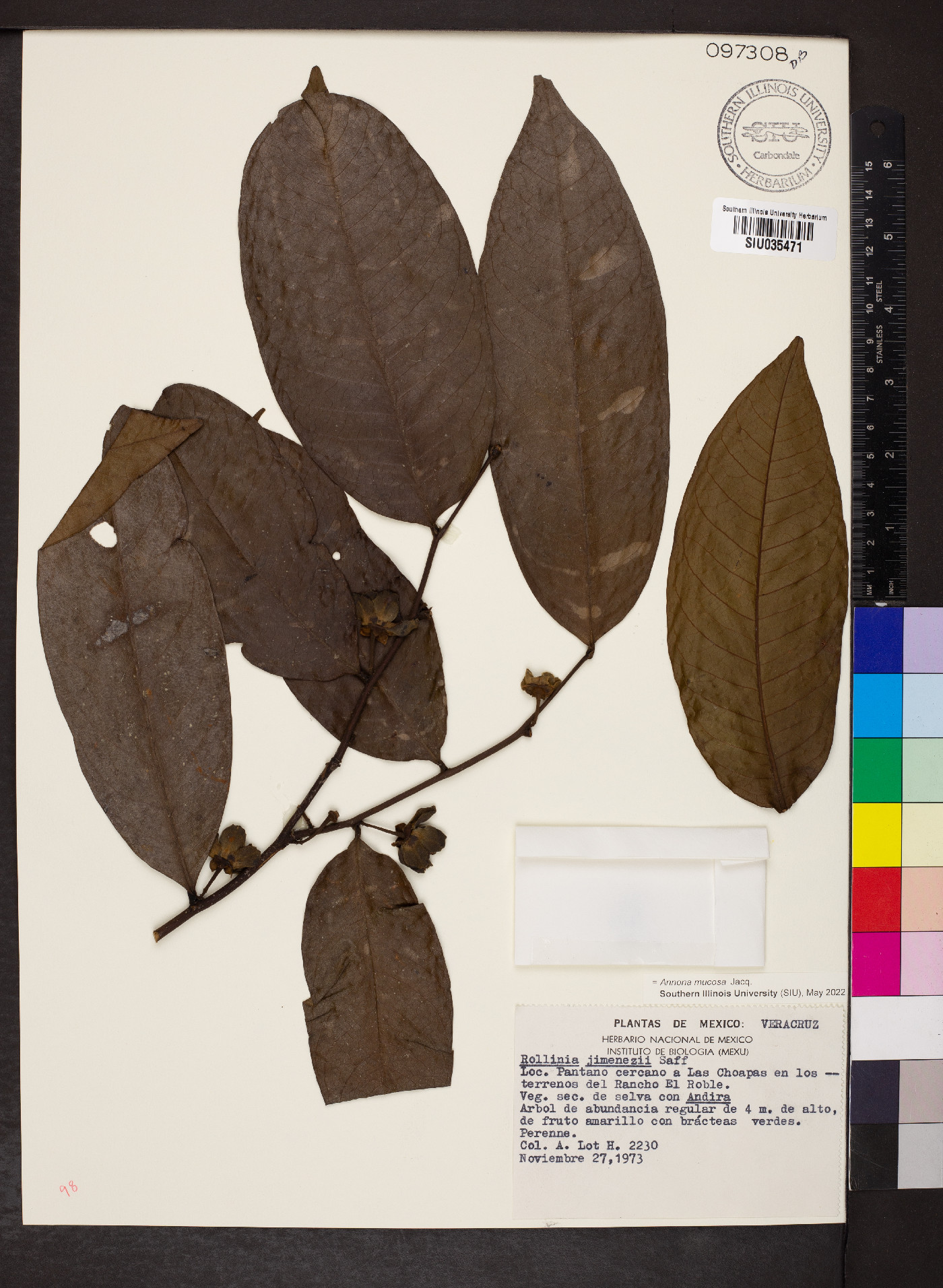 Annona mucosa image