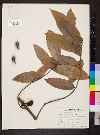 Xylopia macrantha image