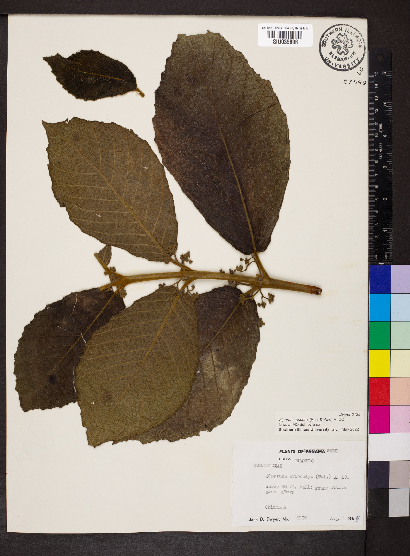 Siparuna aspera image
