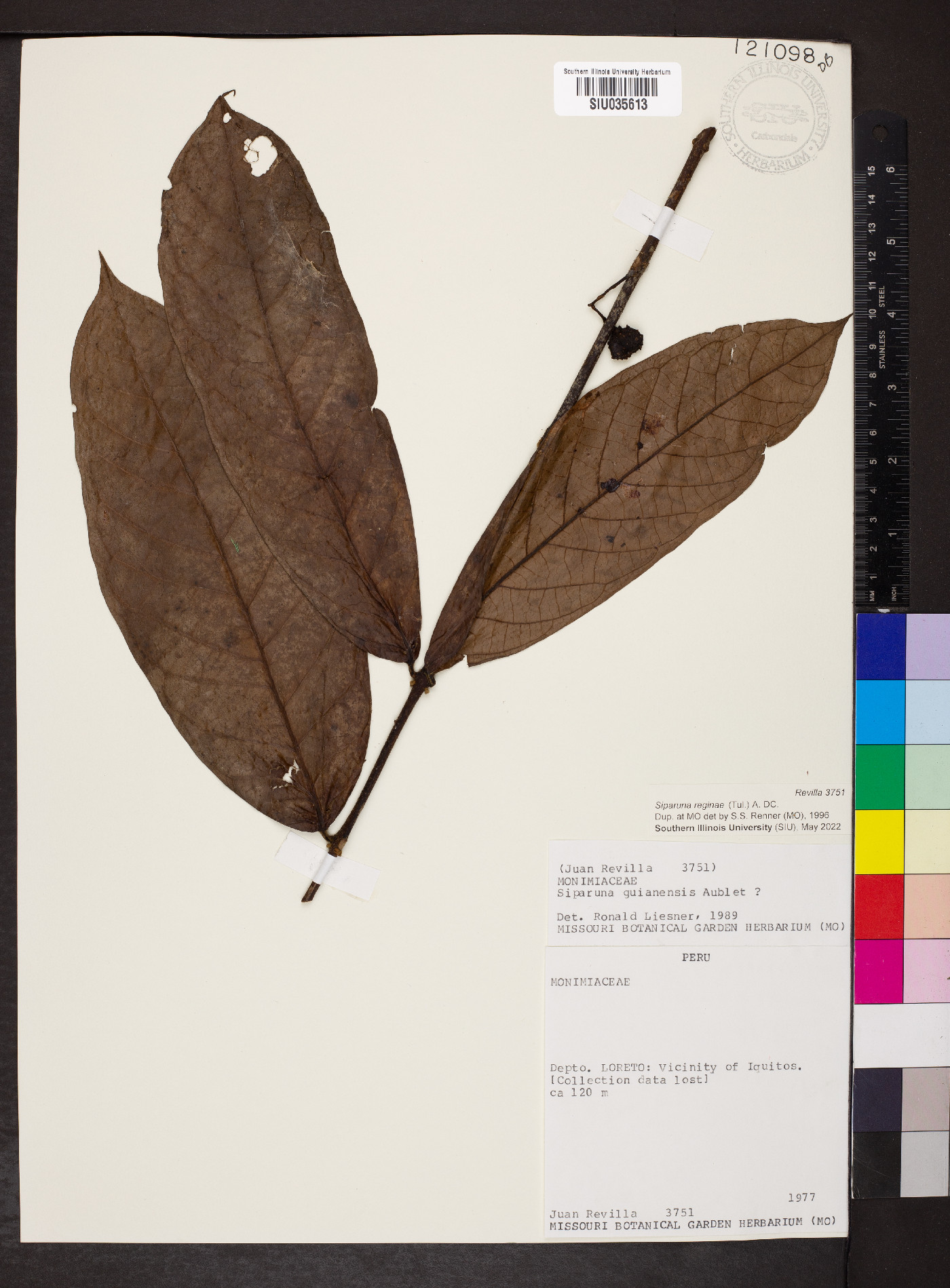Siparuna reginae image