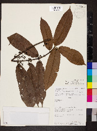 Siparuna reginae image