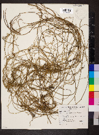 Cassytha pubescens image