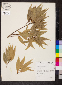 Cinnamomum cassia image