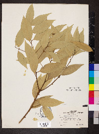 Cinnamomum cassia image