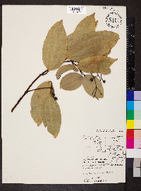 Cinnamomum verum image