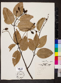 Cinnamomum verum image