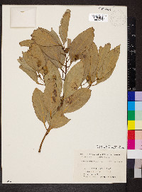 Cinnamomum tenuifolium image