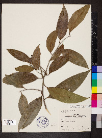 Damburneya coriacea image