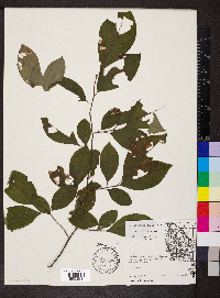 Lindera benzoin var. pubescens image