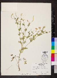 Capnoides sempervirens image