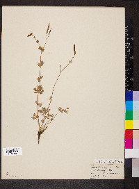 Capnoides sempervirens image