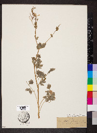 Capnoides sempervirens image