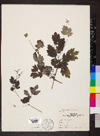 Chelidonium majus image