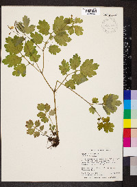 Chelidonium majus image