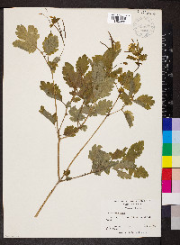 Chelidonium majus image