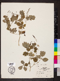 Chelidonium majus image