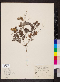 Chelidonium majus image