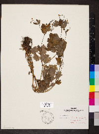 Chelidonium majus image