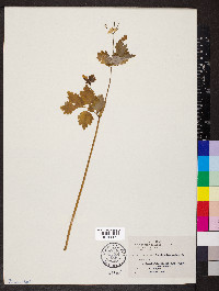 Chelidonium majus image