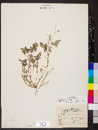 Corydalis aurea image