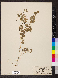 Corydalis aurea image