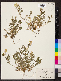 Corydalis micrantha image